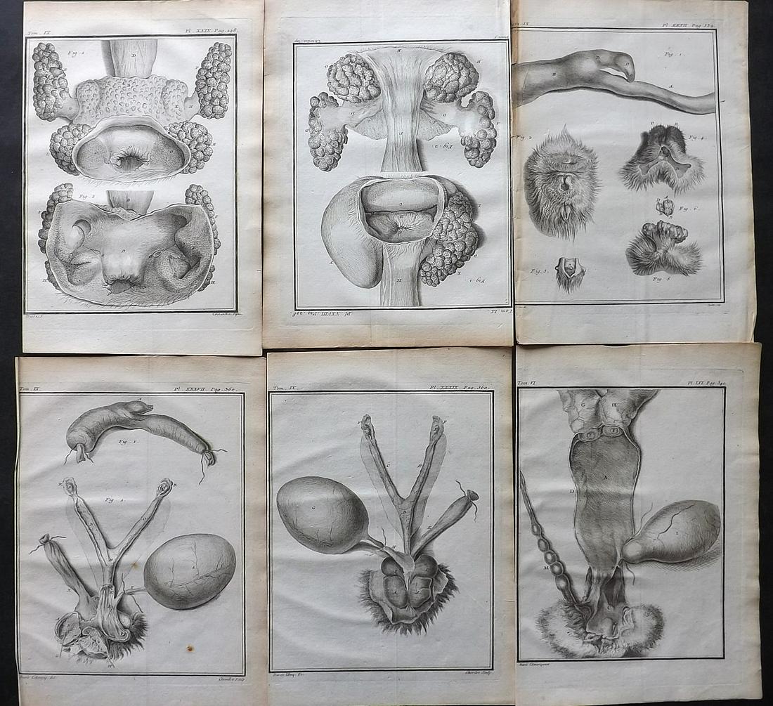 Buffon, Comte de C1760 Lot of 6 First 4to Edition Prints. Anatomy Organs: Copper Plates Published 1749-89 by Imprimerie Royale, Paris for "Histoire naturelle, générale et particulière" First and 4to Edition by Georges-Louis Leclerc, Comte de Buffon. Paper Size: 10 x 7.5