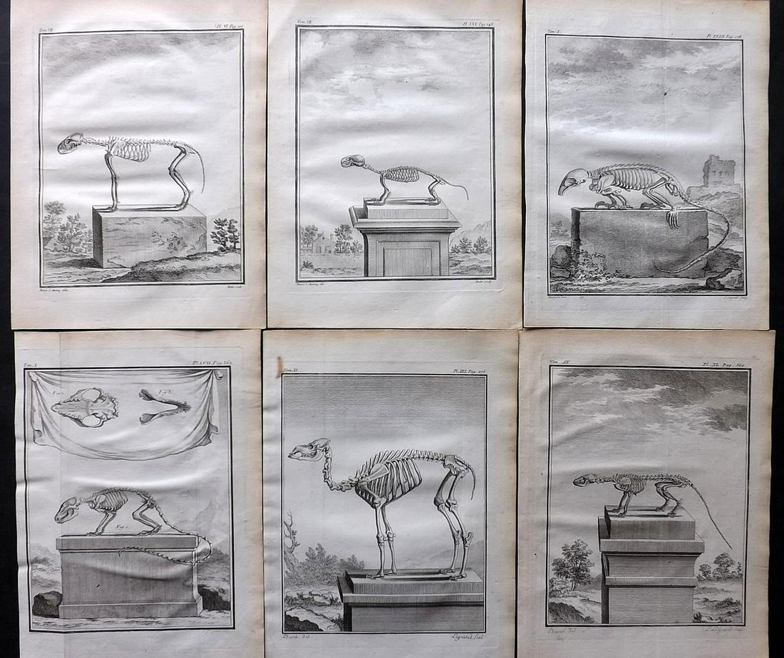 Buffon, Comte de C1760 Lot of 6 First 4to Edition Prints. Anatomy Skeletons: Copper Plates Published 1749-89 by Imprimerie Royale, Paris for "Histoire naturelle, générale et particulière" First and 4to Edition by Georges-Louis Leclerc, Comte de Buffon. Paper Size: 10 x 7.5 
