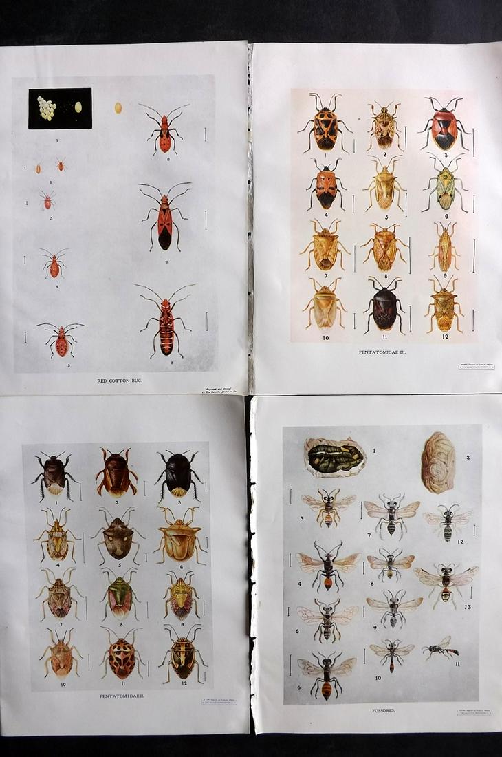 Maxwell-Lefroy & Howlett 1909 Lot of 4 Indian Insect Prints (1 of 2)
