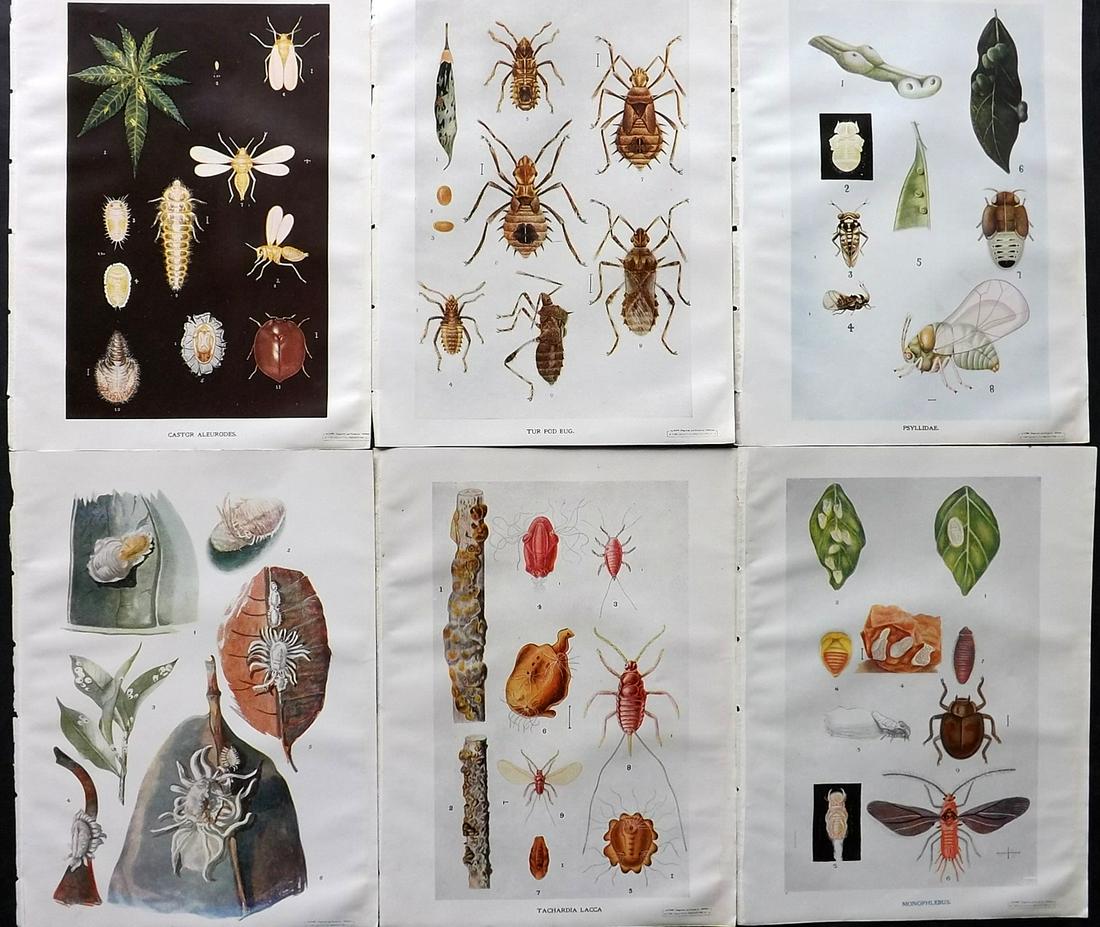 Maxwell-Lefroy & Howlett 1909 Lot of 6 Indian Insect Prints (1 of 2)