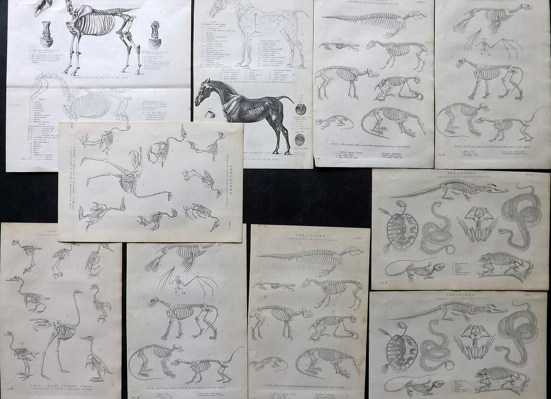 National Encyclopedia 1891 Lot of 8 Natural History Anatomy Skeleton Prints (1 of 2)