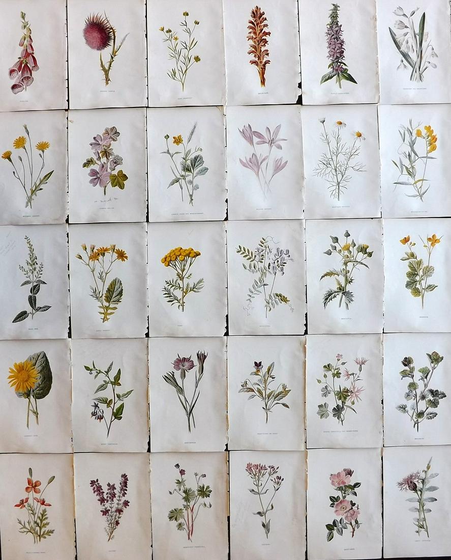Hulme, Edward C1900 Lot of 30 Botanical Prints. Wild Flowers: Offset Lithographs Published C1900, London for "Familiar Wild Flowers" by F. Edward Hulme & Shirley Hibberd. Paper Size: 7.5 x 5 inch (19 x 13cm) Good Condition