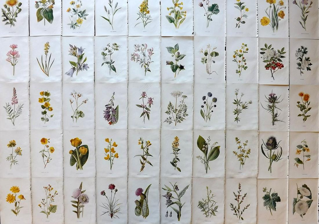 Hulme, Edward C1900 Lot of 50 Botanical Prints. Wild Flowers (1 of 9)
