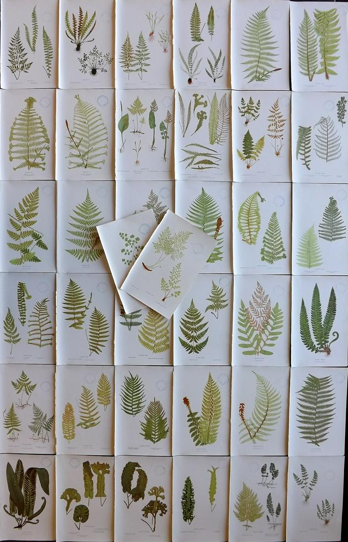 Druery, Charles C1910 Lot Of 38 Antique Ferm Prints (Library Stamps): Offset Lithographs Published C1910, London for "British Ferns and Their Varieties" by Charles Druery. Paper Size: 8.5 x 5 inch (22 x 13cm) All with library stamp in margin, otherwise Good Condition
