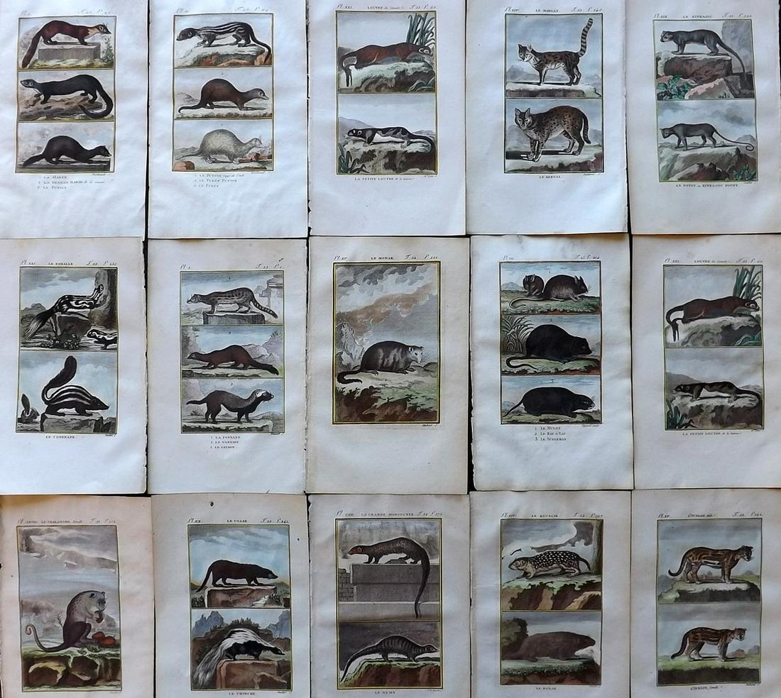 Buffon & Sonnini C1800 Lot of 15 Hand Col Animal Prints (1 of 7)