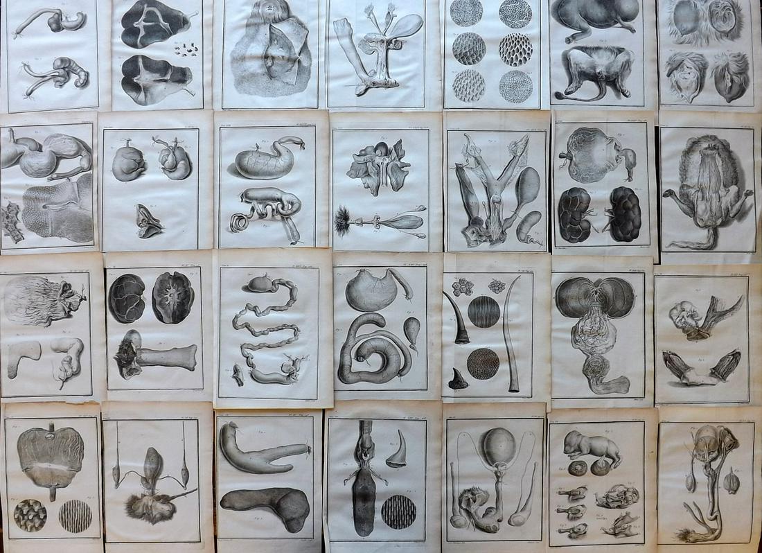 Buffon, Comte de C1760 Lot of 28 First 4to Edition Prints. Animal Anatomy: Copper Plates Published 1749-89 by Imprimerie Royale, Paris for "Histoire naturelle, générale et particulière" First and 4to Edition by Georges-Louis Leclerc, Comte de Buffon. Paper Size: 10 x 7.5 