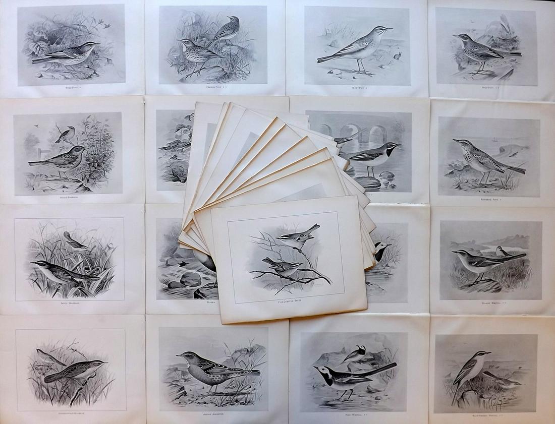 Frohawk, Frederick 1898 Lot of 34 Antique Bird Prints: Offset Lithographs Published 1896-98, London for "British Birds with their Nests and Eggs" by Arthur G. Butler. Illustrated by Frederick William Frohawk. Paper Size: 12 x 9.5 inch (30 x 24cm) Good Con