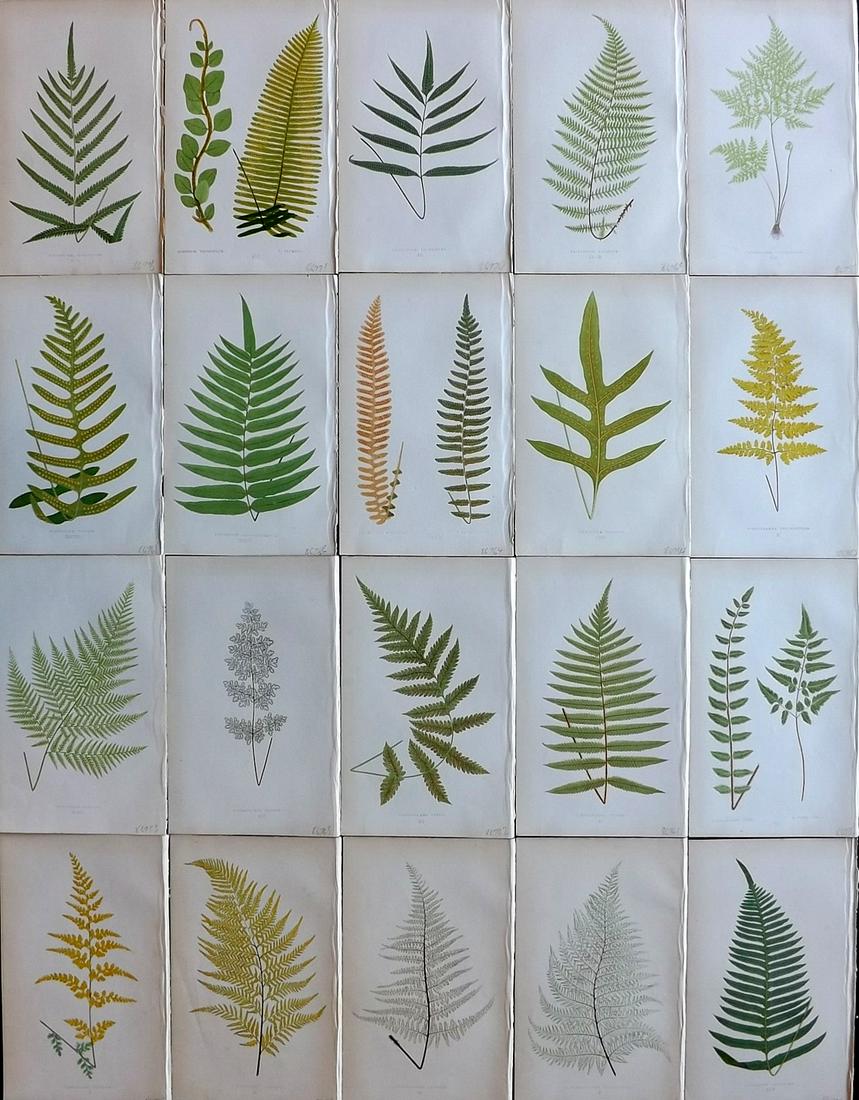 Lowe, Edward 1861 Lot of 20 Antique Fern Prints: Woodblocks Published 1861-64 by Groombridge and Sons, London for "Ferns: British and Exotic" by Edward Lowe. Illustrated by A.F. Lydon. Paper Size: 10 x 6 inch (25 x 15cm) Very minor background toning