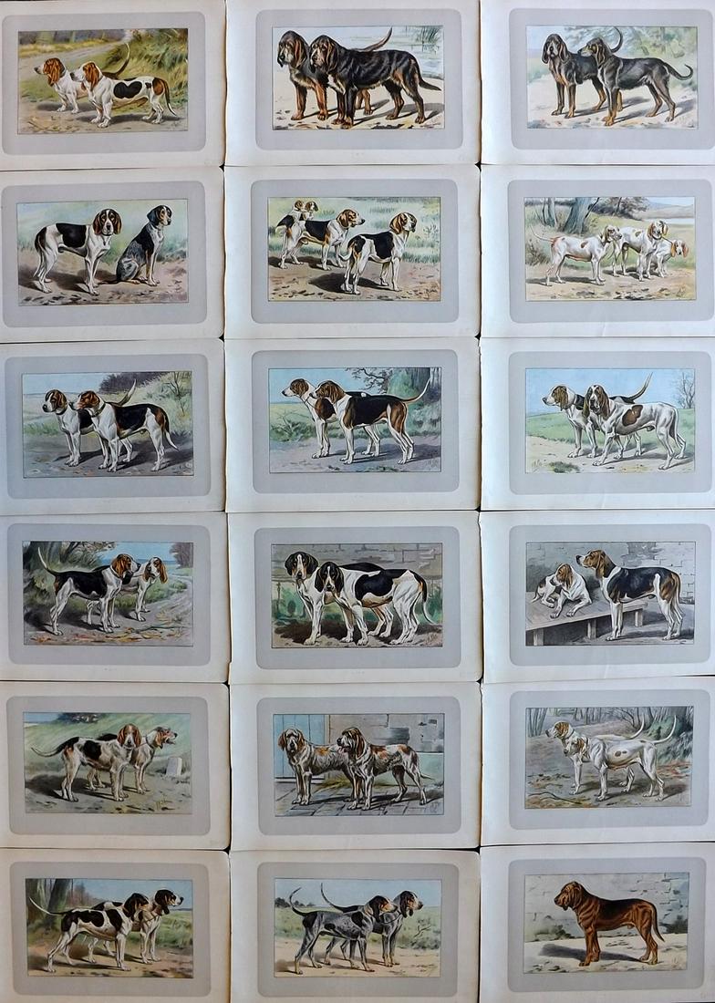 Mahler, P. 1907 Lot of 18 Antique Dog Prints (1 of 7)