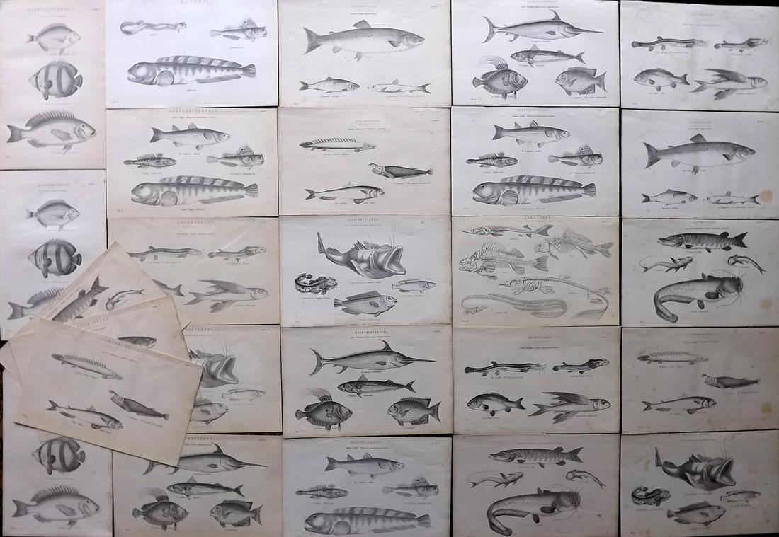 Nat. Encyclo. 1890's Lot of 25 Antique Fish Prints (1 of 8)