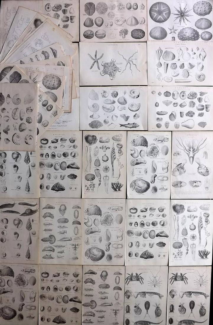 Nat. Encyclo. 1890's Lot of 44 Antique Prints. Shells & Sea Life (1 of 7)
