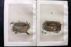 Morris, Francis 1879 Lot of Pair of Antique Bird Nest Prints