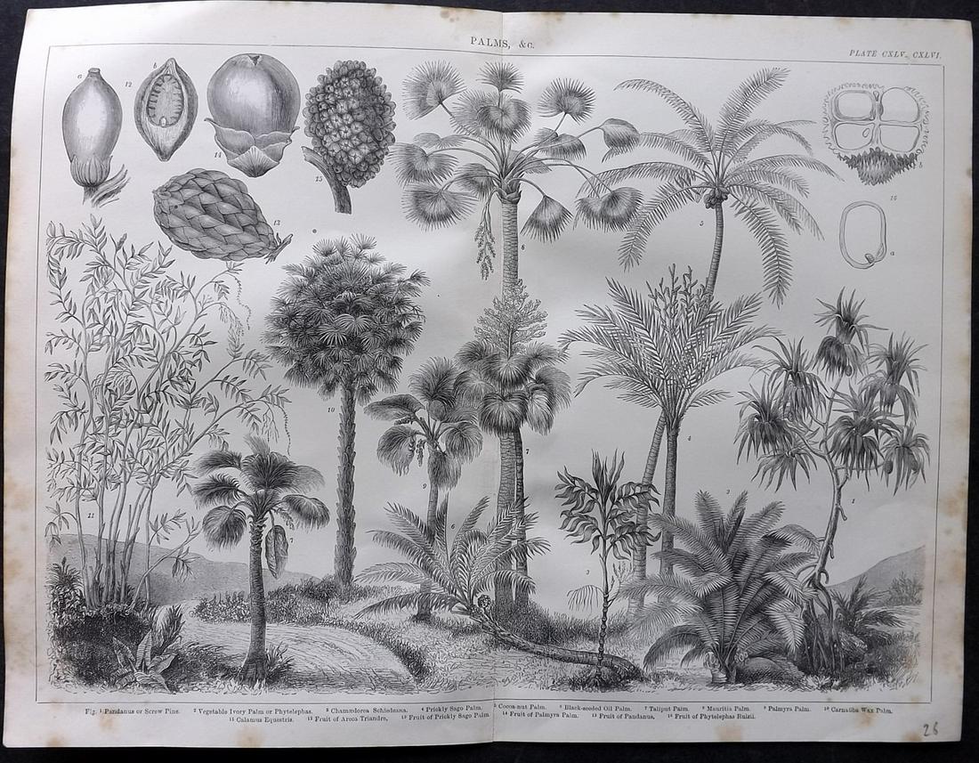 Blackie (Pub) C1875 Folio Botanical Print. Palm Trees (1 of 2)