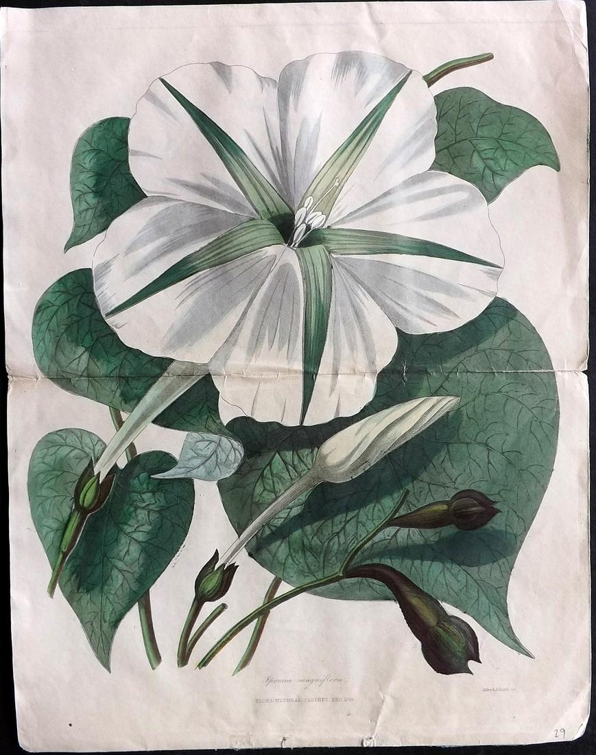 Floricultural Cabinet 1838 Hand Col Double Botanical. Ipomea Magniflora: Hand Colored Steel Engraving/Etching Published 1838, London for "The Floricultural Cabinet and Florist's Magazine" by Joseph Harrison. Paper Size:11.5 x 8.5 inch (29 x 22cm) Closed split on centre fol