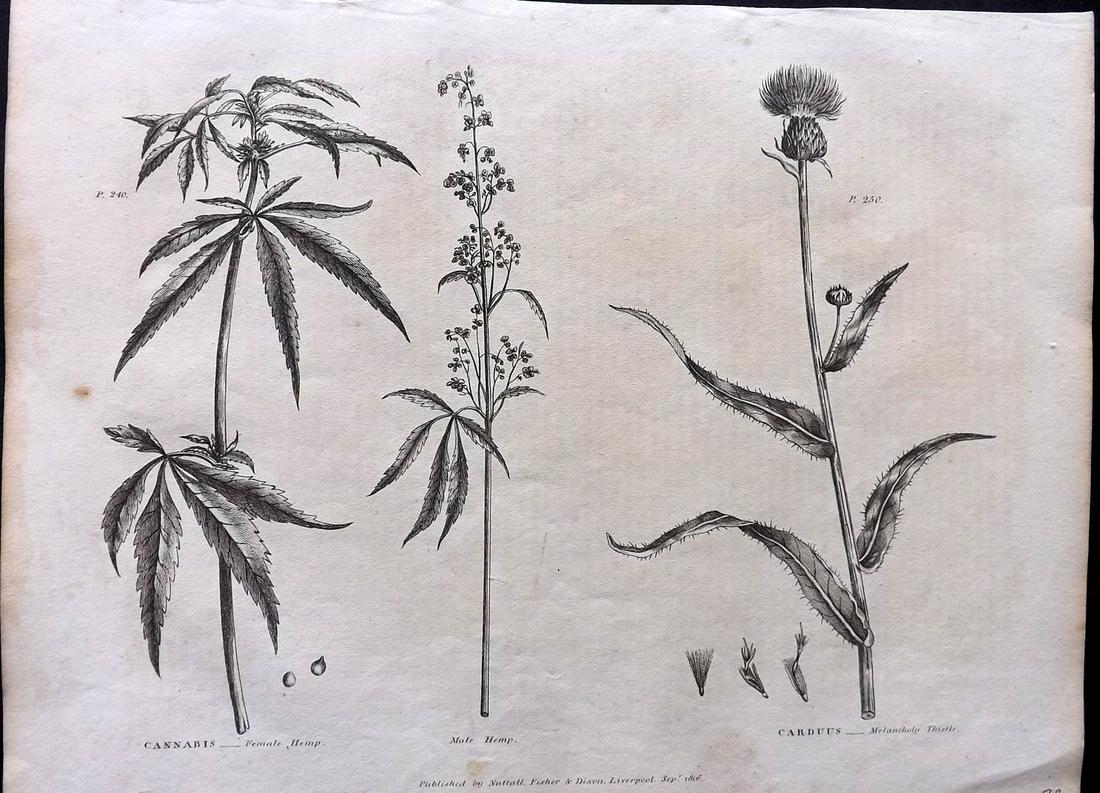 Green, Thomas C1820 Botanical Print. Cannabis, Female & Male Hemp (1 of 2)