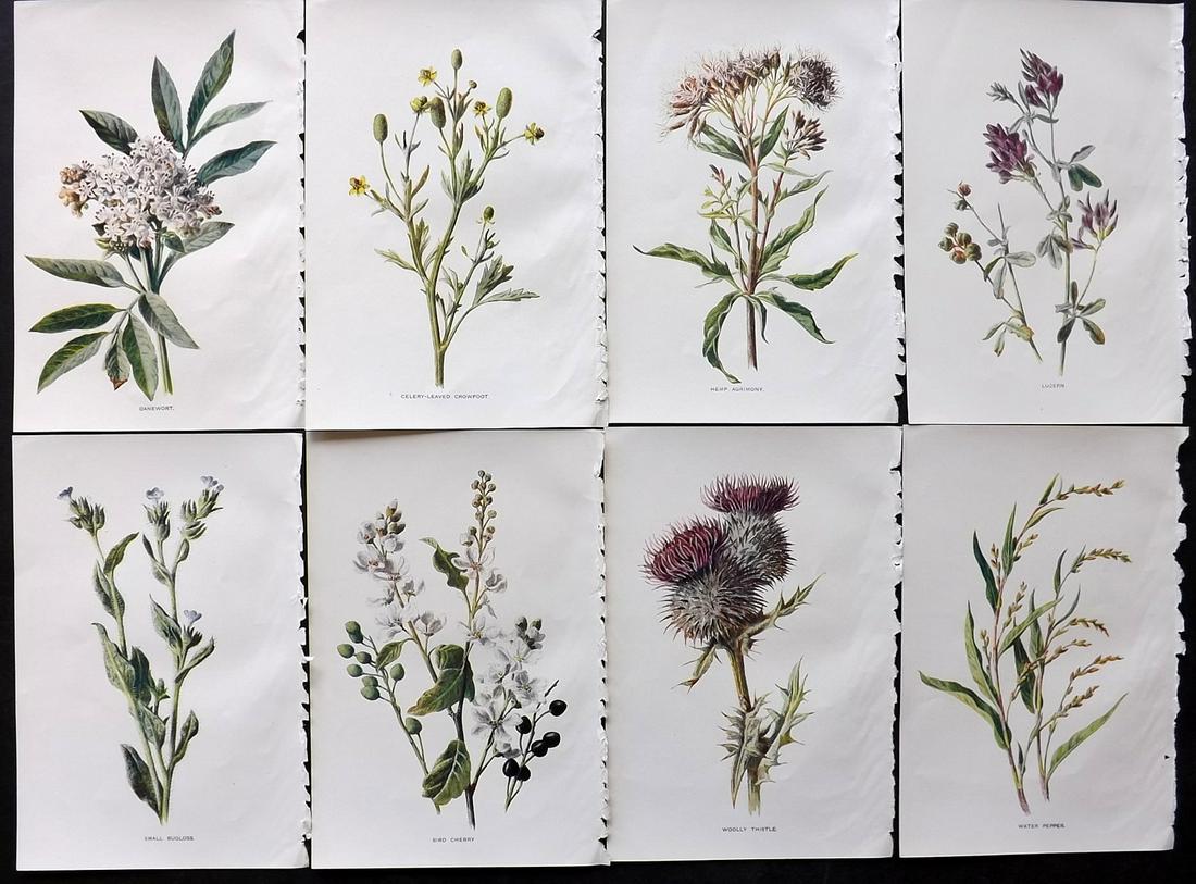 Hulme, Edward C1900 Lot of 8 Botanical Prints. Wild Flowers: Offset Lithographs Published C1900, London for "Familiar Wild Flowers" by F. Edward Hulme & Shirley Hibberd. Paper Size: 7.5 x 5 inch (19 x 13cm) Good Condition