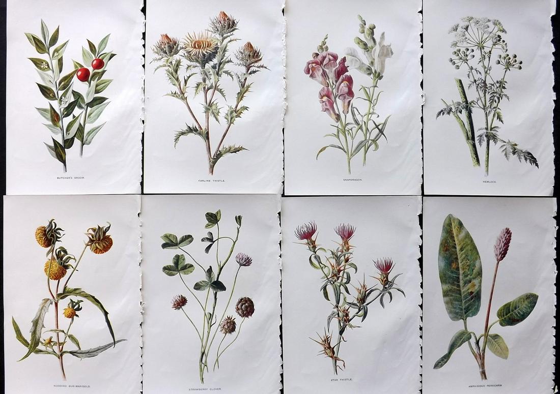 Hulme, Edward C1900 Lot of 8 Botanical Prints. Wild Flowers: Offset Lithographs Published C1900, London for "Familiar Wild Flowers" by F. Edward Hulme & Shirley Hibberd. Paper Size: 7.5 x 5 inch (19 x 13cm) Good Condition