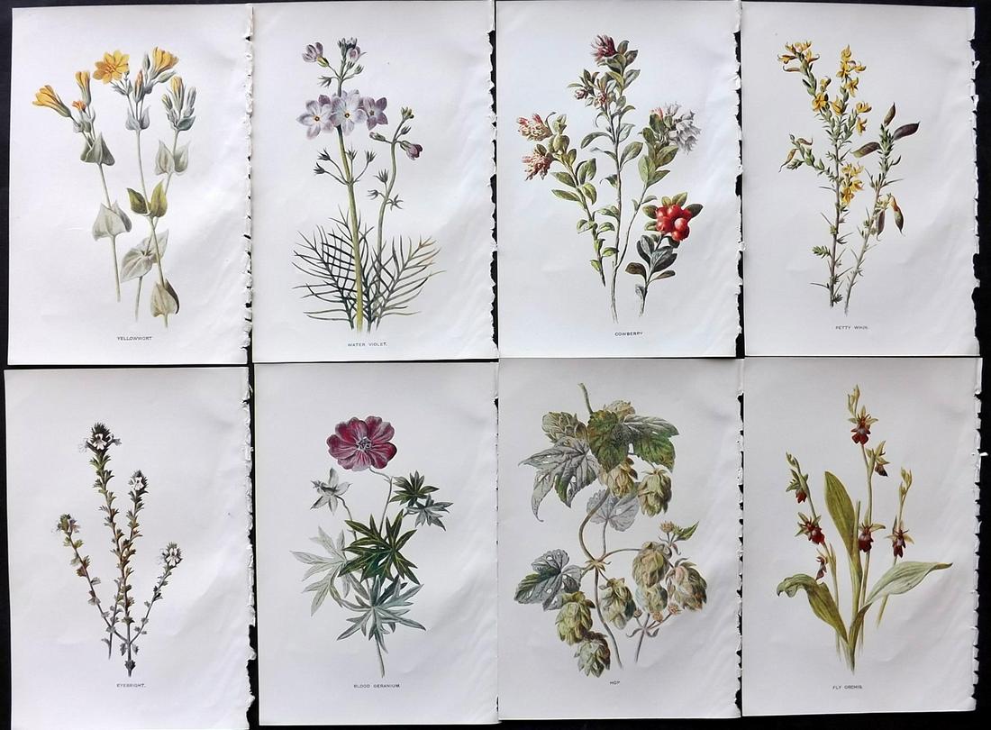 Hulme, Edward C1900 Lot of 8 Botanical Prints. Wild Flowers: Offset Lithographs Published C1900, London for "Familiar Wild Flowers" by F. Edward Hulme & Shirley Hibberd. Paper Size: 7.5 x 5 inch (19 x 13cm) Good Condition