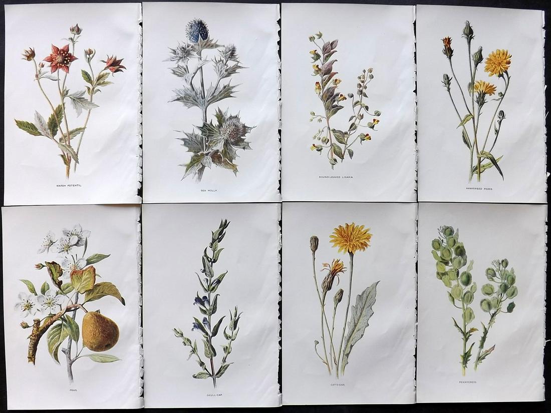 Hulme, Edward C1900 Lot of 8 Botanical Prints. Wild Flowers: Offset Lithographs Published C1900, London for "Familiar Wild Flowers" by F. Edward Hulme & Shirley Hibberd. Paper Size: 7.5 x 5 inch (19 x 13cm) Good Condition