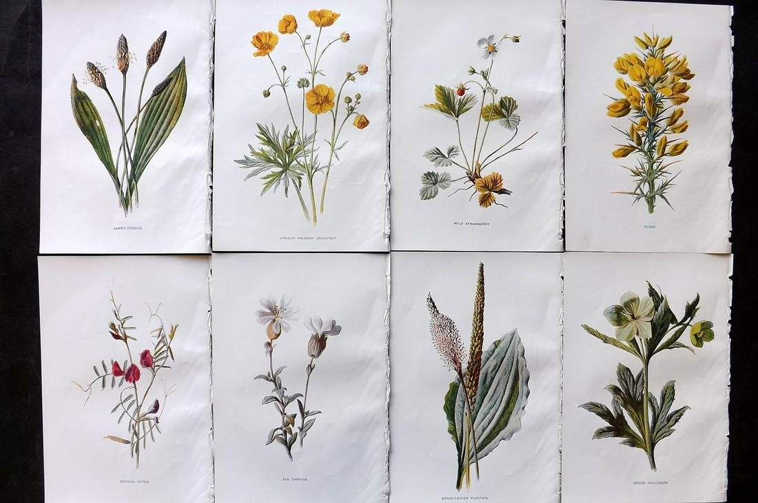 Hulme, Edward C1900 Lot of 8 Botanical Prints. Wild Flowers: Offset Lithographs Published C1900, London for "Familiar Wild Flowers" by F. Edward Hulme & Shirley Hibberd. Paper Size: 7.5 x 5 inch (19 x 13cm) Good Condition