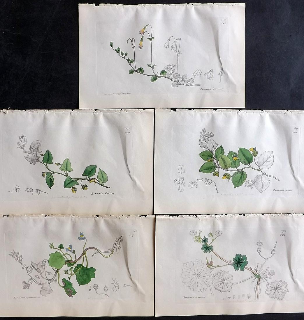 Sowerby, James C1840 Lot of 5 Hand Col Botanical Prints: Partial Hand Colored Etching only (As issued) Published London, 1832-46 for "English Botany; or, Coloured Figures of British Plants…" Second Edition by James Sowerby and Edward Smith. Paper Size: 9 
