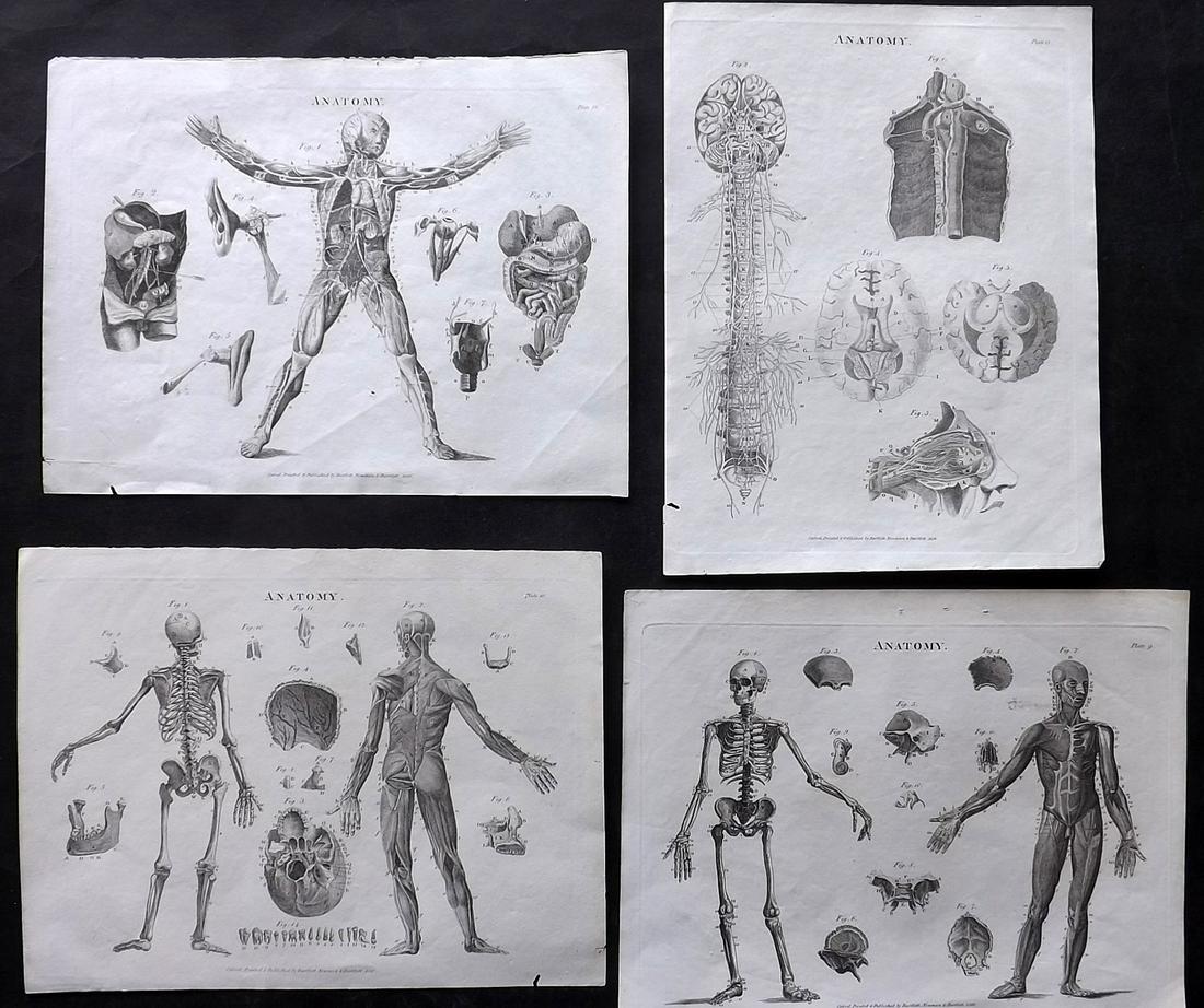 Oxford Encyclo. 1828 Lot of 4 Antique Anatomy Prints: Copper Plates Published 1828, London for "The Oxford Encyclopaedia: Or, Dictionary of Arts, Sciences and General Literature" by Rev. W. Harris, J. A. Stewart, C. Butler, Rev. J. H. Hinton et al. Paper