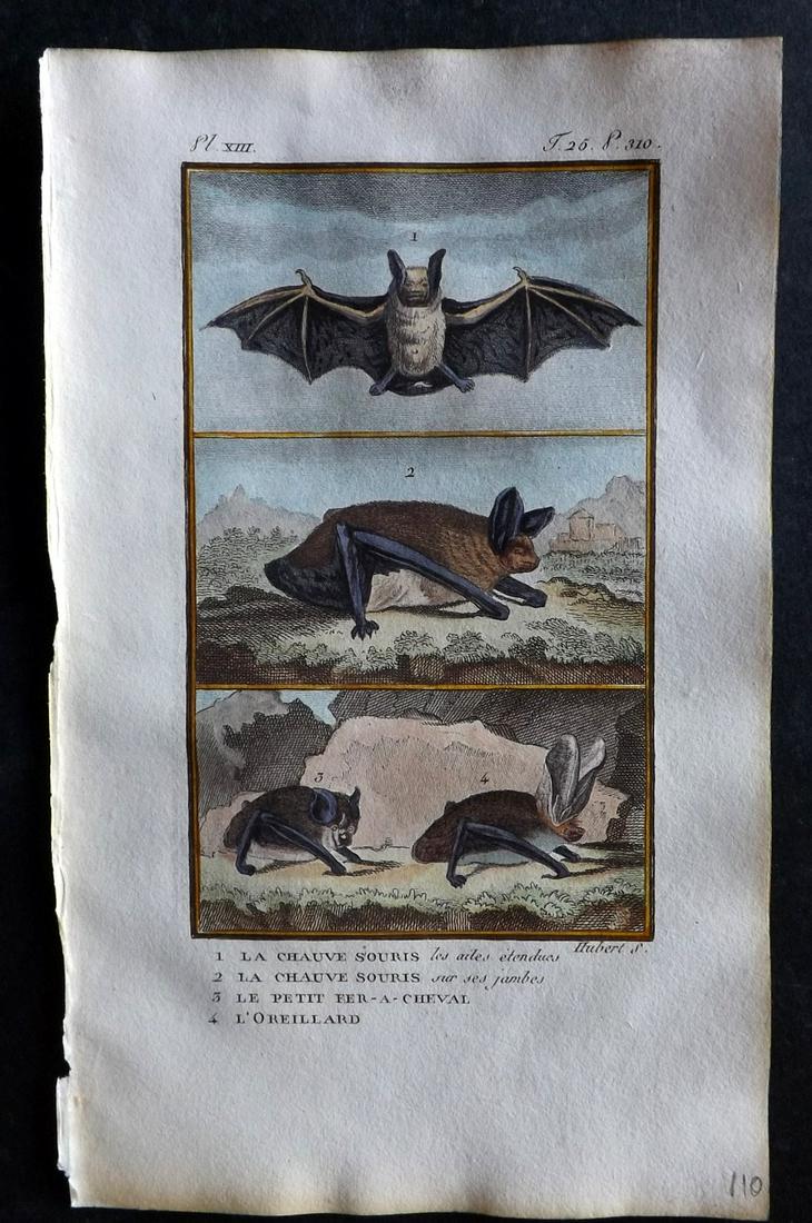 Buffon & Sonnini C1800 Hand Col Print. Bats 25-13 (1 of 1)