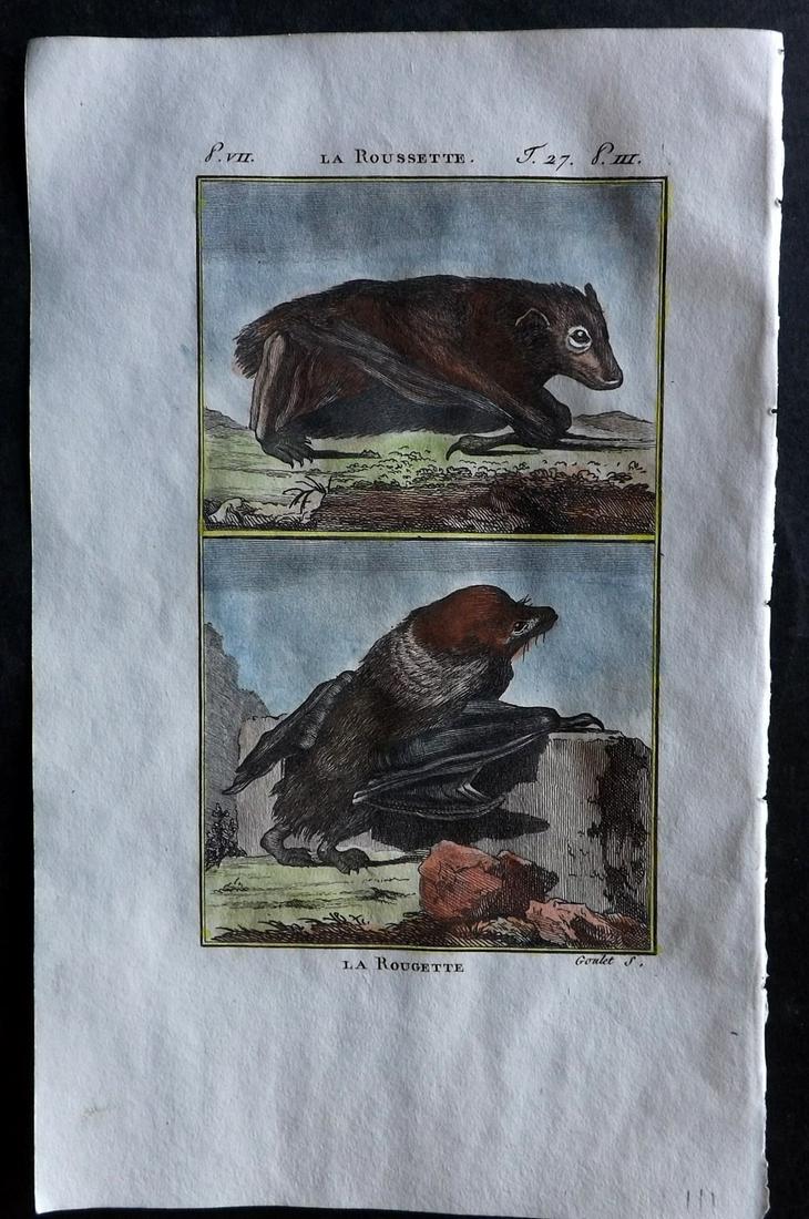 Buffon & Sonnini C1800 Hand Col Print. Bats 27-7 (1 of 1)