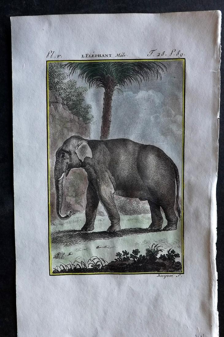 Buffon & Sonnini C1800 Hand Col Print. Male Elephant (1 of 1)