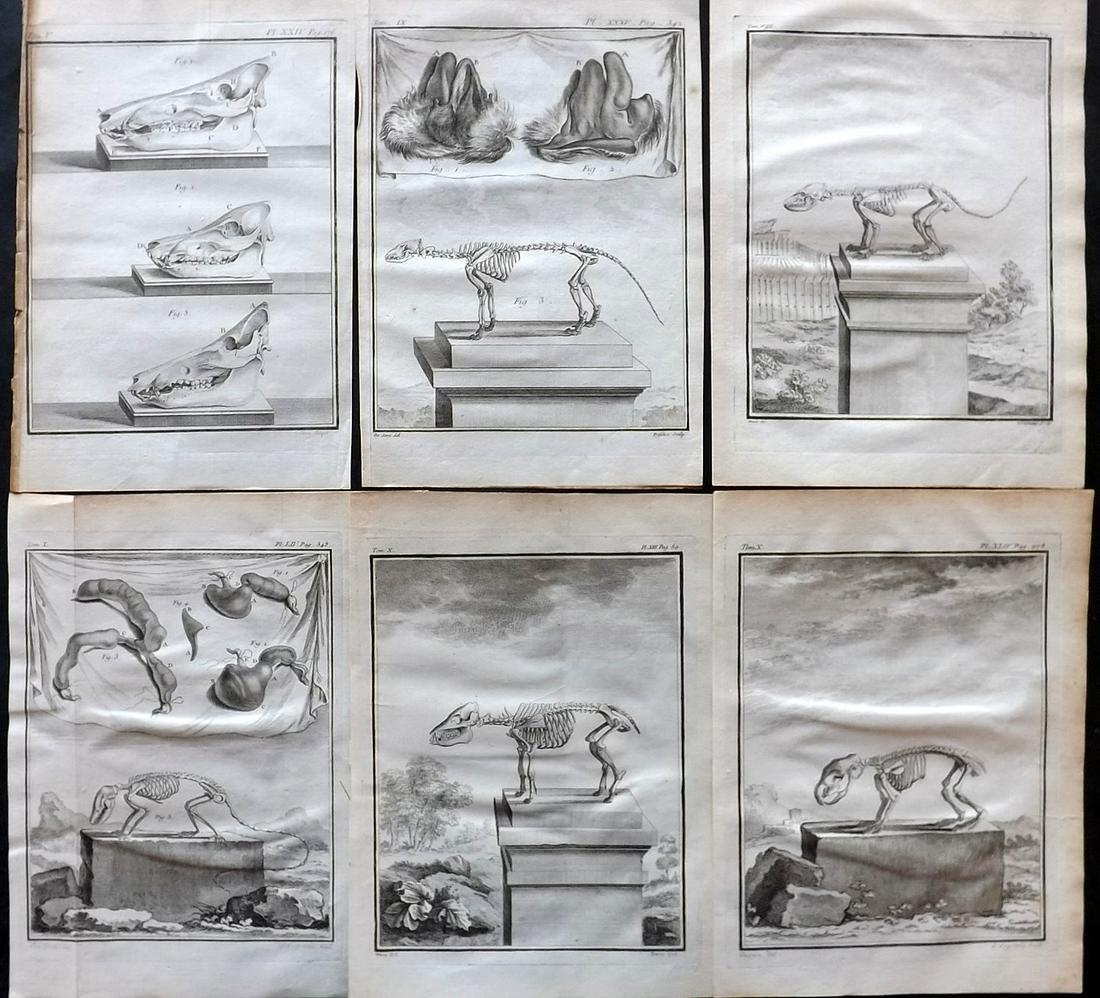 Buffon, Comte de C1760 Lot of 6 First 4to Edition Prints. Anatomy Skeletons: Copper Plates Published 1749-89 by Imprimerie Royale, Paris for "Histoire naturelle, générale et particulière" First and 4to Edition by Georges-Louis Leclerc, Comte de Buffon. Paper Size: 10 x 7.5 