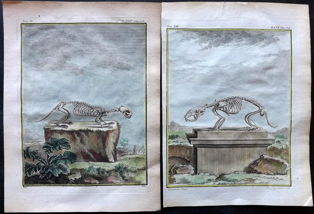 Buffon, Comte de C1760 Pair of Hand Col Prints. Anatomy Skeletons (1 of 2)