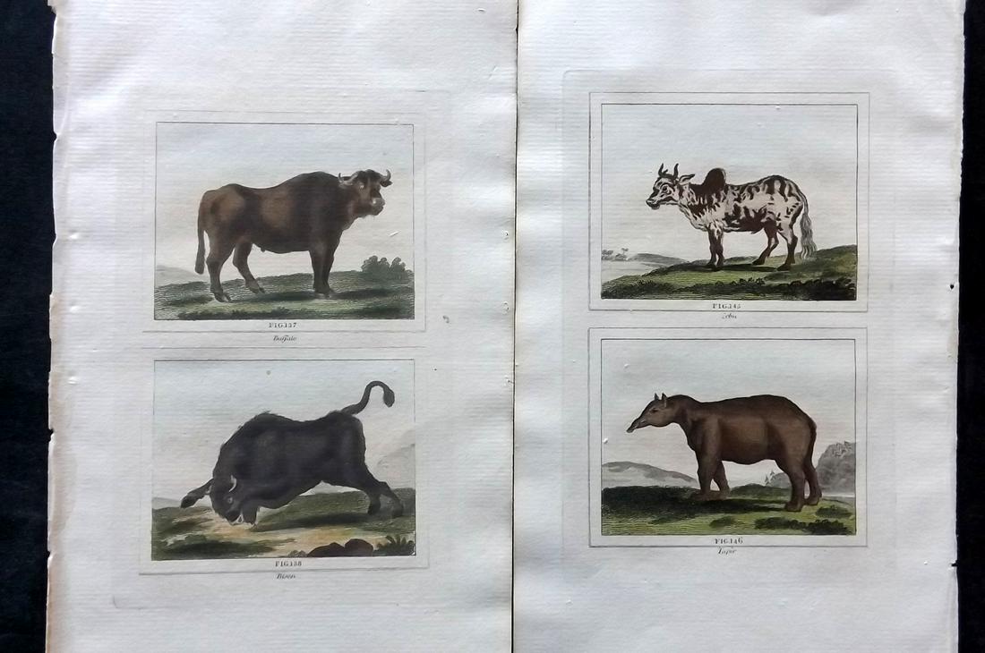 Buffon & Barr 1807 Pair of Hand Col Prints. Buffalo, Bison, Zebu, Tapir (1 of 2)