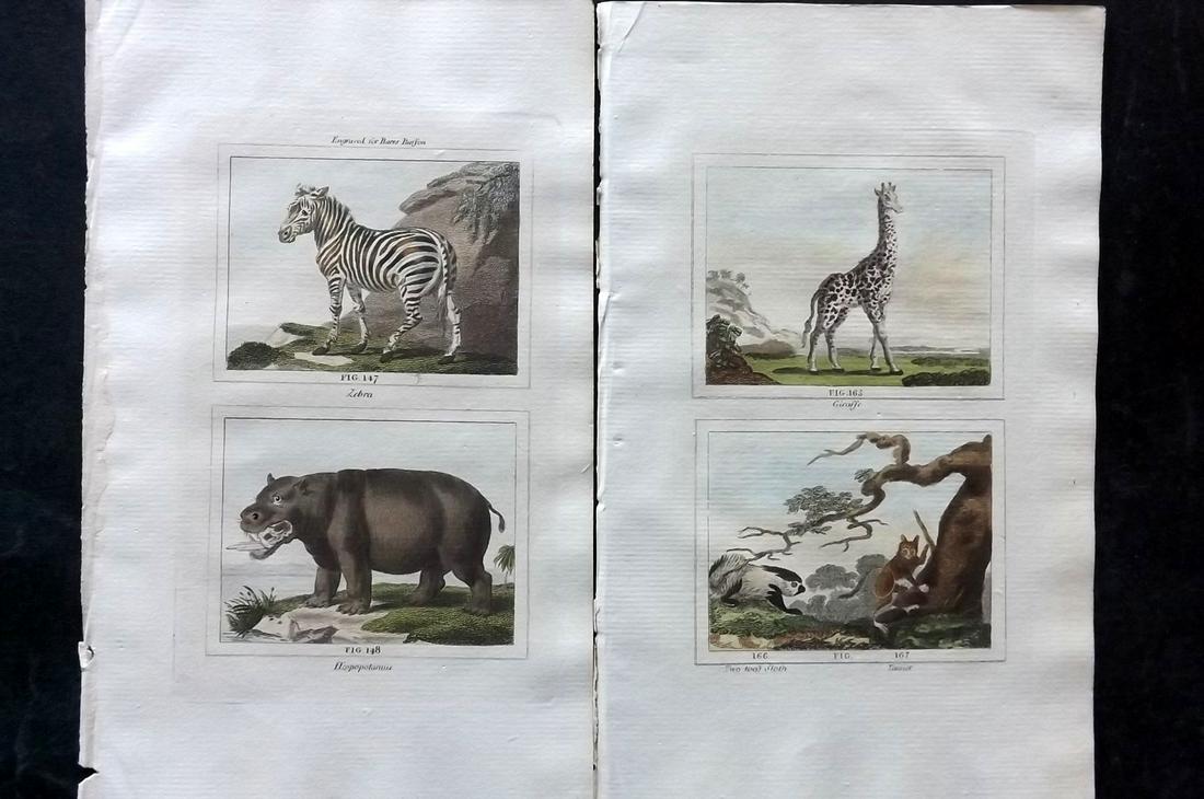 Buffon & Barr 1807 Pair of Hand Col Prints. Zebra, Hippo, Giraffe etc: Hand Colored Copper Plates Published 1807, London for "Barr's Buffon. Buffon's Natural History…" by the Comte de Buffon & J. S. Barr. Paper Size: 7.5 x 4.5 inch (19 x 12cm) Good Condition