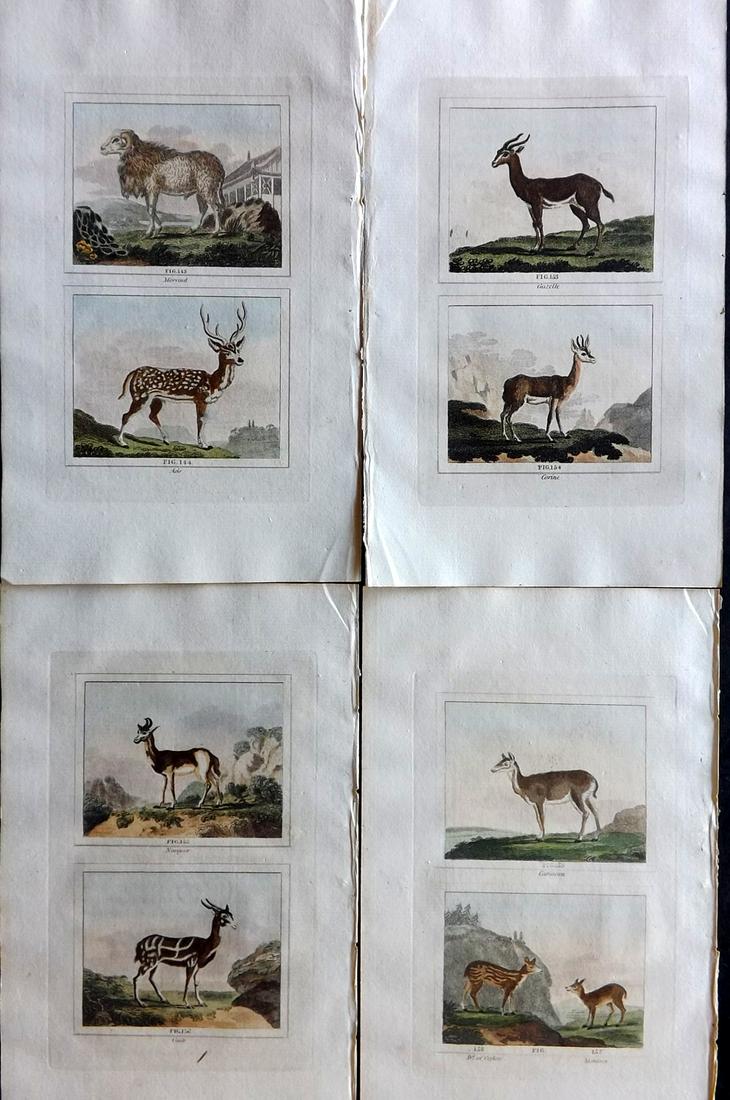 Buffon & Barr 1807 Lot of 4 Hand Col Prints. Deer & Antelopes (1 of 2)