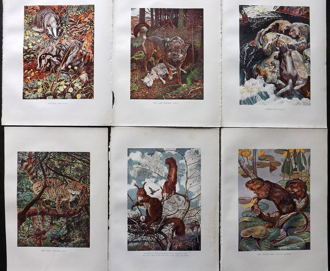 Johnston, Harry 1903 Lot of 6 Natural History Prints (1 of 2)