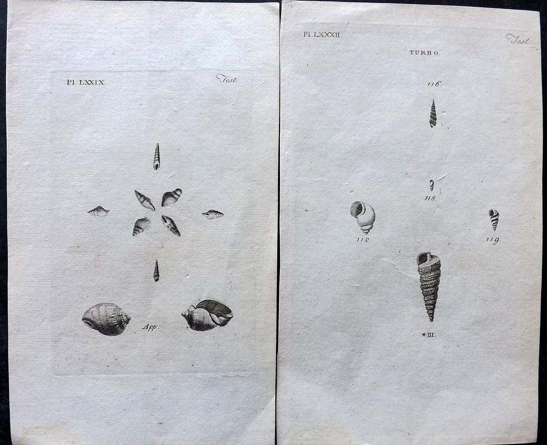 Pennant, Thomas 1776 Pair of Antique Shell Prints: Copper Plates Published 1776-77, London for "British Zoology" by Thomas Pennant. Paper Size: 8 x 5 inch (21 x 12cm) Good Condition