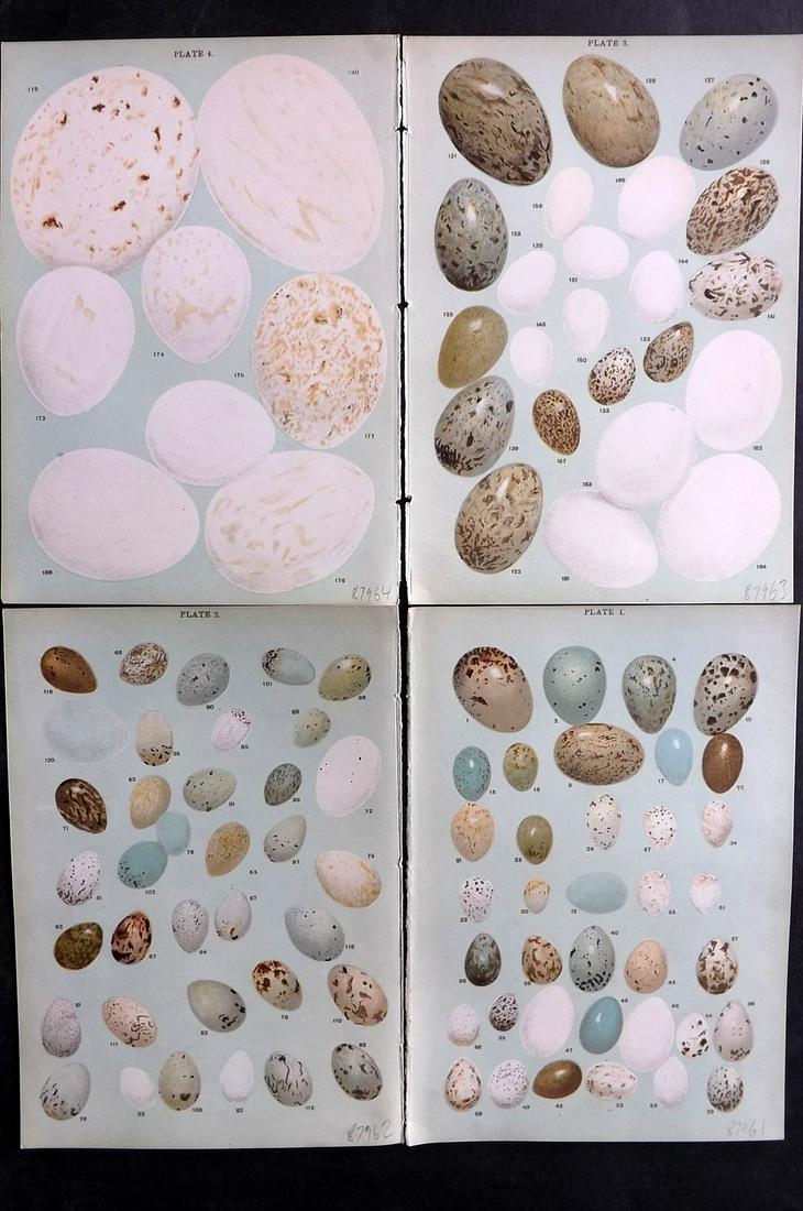 Gordon, W. J. C1900 Lot of 4 Antique Bird Egg Prints: Chromolithographs Published C1900, London "Eggs of the Native Birds of Britain..." by W. J. Gordon. Paper Size: 7.5 x 5 inch (19 x 13cm) Good Condition