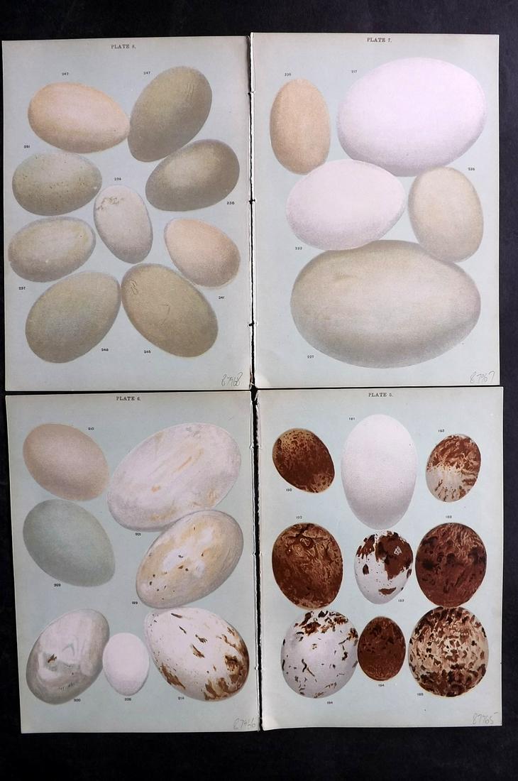 Gordon, W. J. C1900 Lot of 4 Antique Bird Egg Prints: Chromolithographs Published C1900, London "Eggs of the Native Birds of Britain..." by W. J. Gordon. Paper Size: 7.5 x 5 inch (19 x 13cm) Good Condition