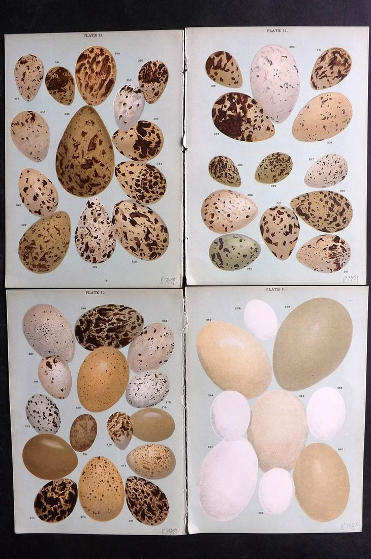 Gordon, W. J. C1900 Lot of 4 Antique Bird Egg Prints: Chromolithographs Published C1900, London "Eggs of the Native Birds of Britain..." by W. J. Gordon. Paper Size: 7.5 x 5 inch (19 x 13cm) Good Condition