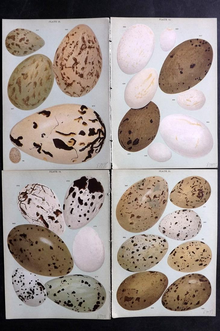 Gordon, W. J. C1900 Lot of 4 Antique Bird Egg Prints: Chromolithographs Published C1900, London "Eggs of the Native Birds of Britain..." by W. J. Gordon. Paper Size: 7.5 x 5 inch (19 x 13cm) Good Condition