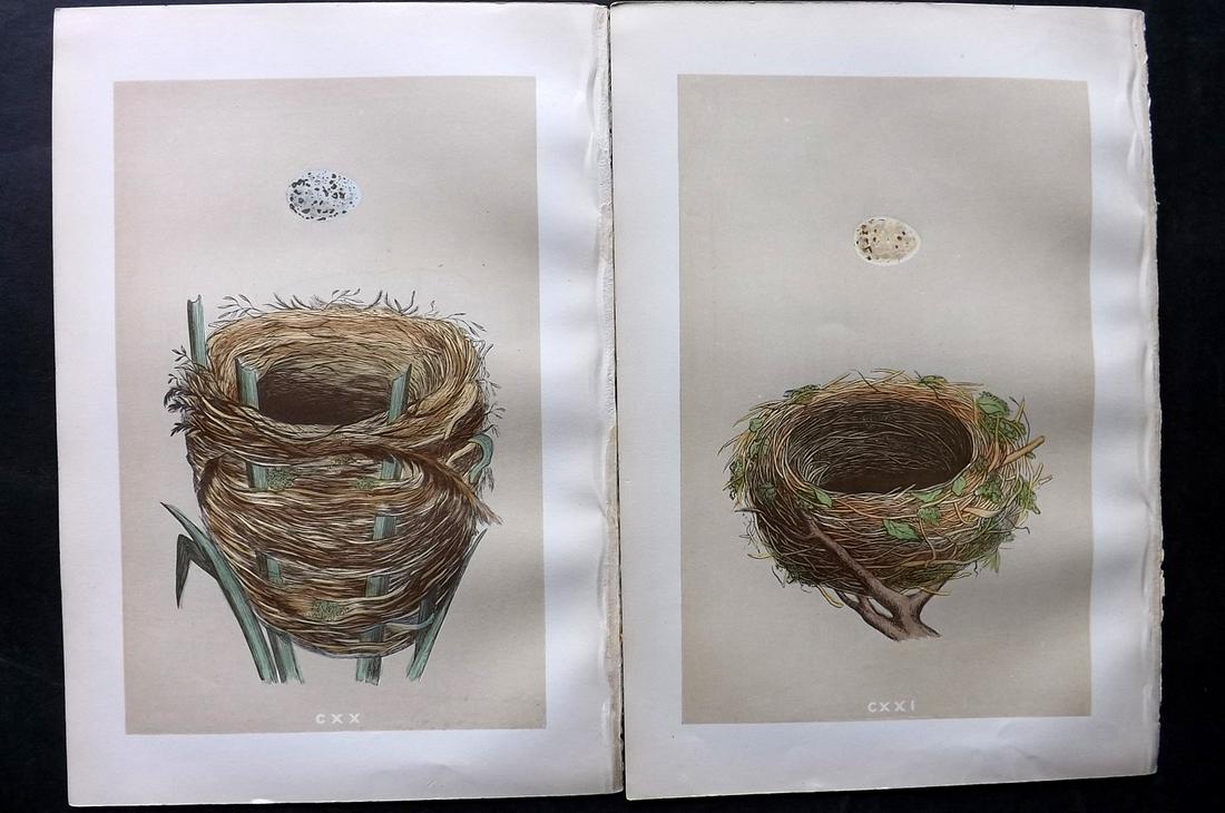Morris, Francis 1879 Lot of Pair of Antique Bird Nest Prints: Woodblocks Published 1879, London for "A Natural History of the Nests and Eggs of British Birds" By the Rev. Francis Orpen Morris, printed Benjamin Fawcett. Printed in colours and finished by hand. Wi