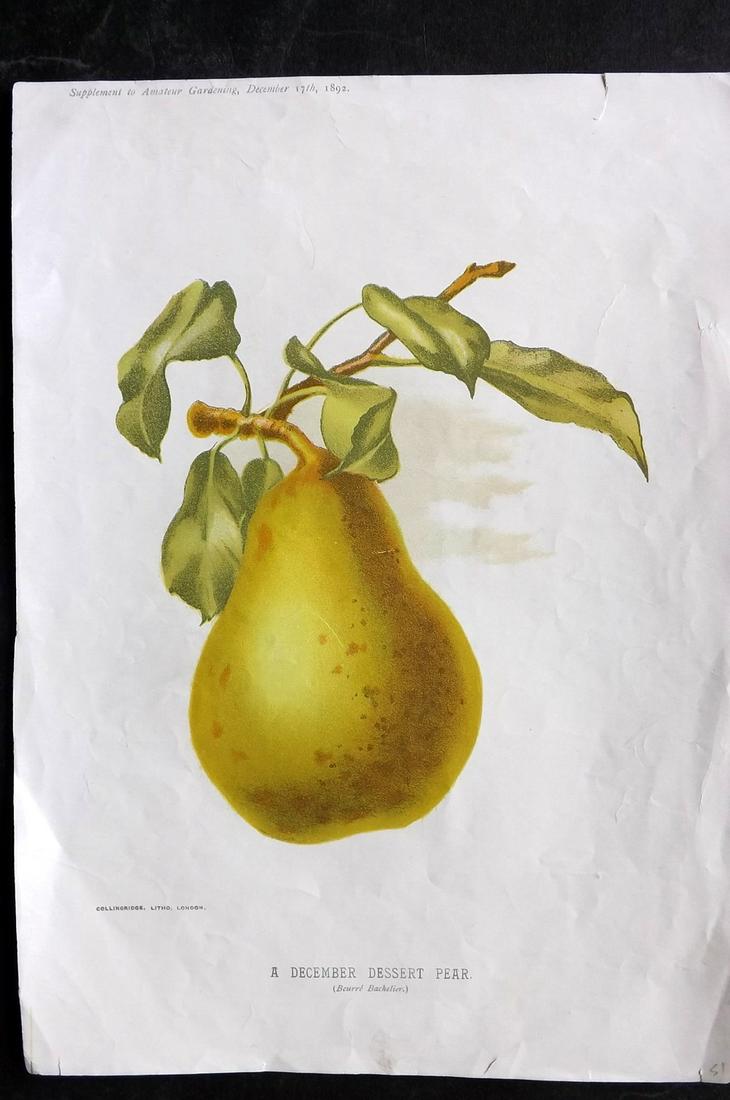 Amateur Gardening 1892 Folio Fruit Print. Dessert Pear: Chromolithograph Published 1884-Present for "Amateur Gardening for Town and Country" by Various. Paper Size: 12 x 9 inch (30 x 23cm) Tiny top margin tear. Good Condition