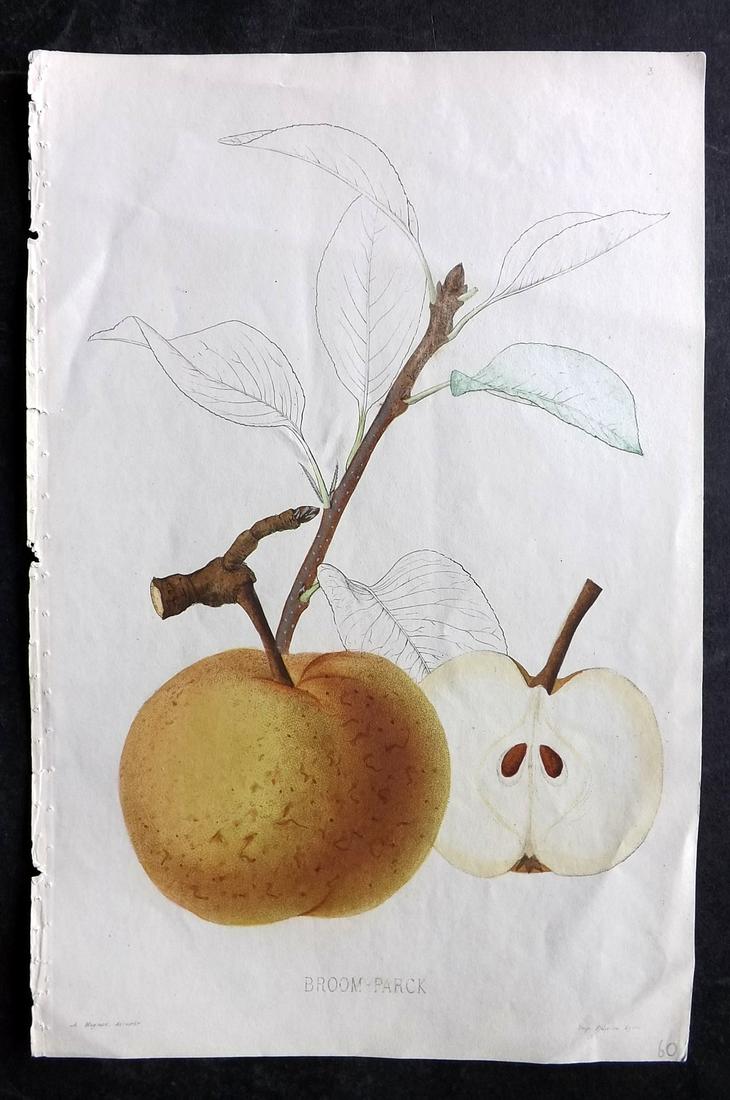Pomologie de La France 1863 Fruit Print. Broom-Parck Apple: Hand Colored Stipple Engraving with Etching Published 1863 Lyon, France for "Pomologie de La France" by the Congres Pomologique. Rare. Paper Size: 10.5 x 7 inch (27 x 18cm) Very minor wrinkles. Good C