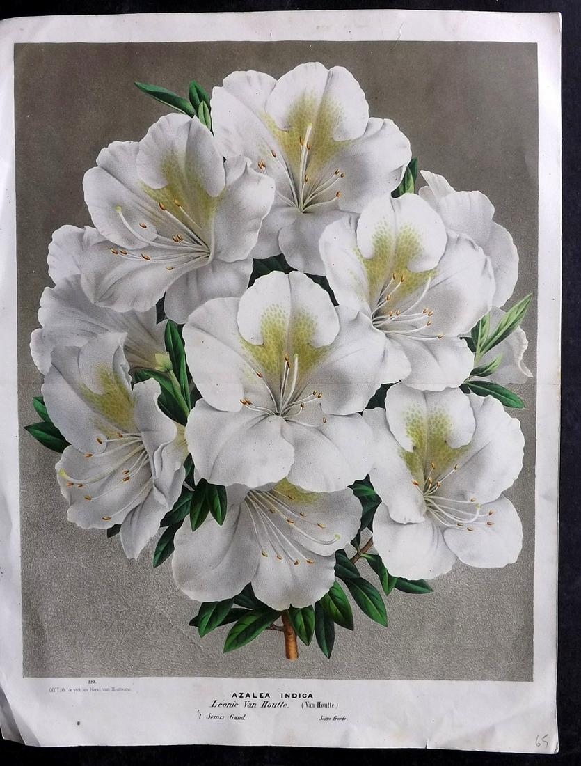 Van Houtte (Pub) C1880 Double Botanical Print. Azalea Indica (1 of 2)