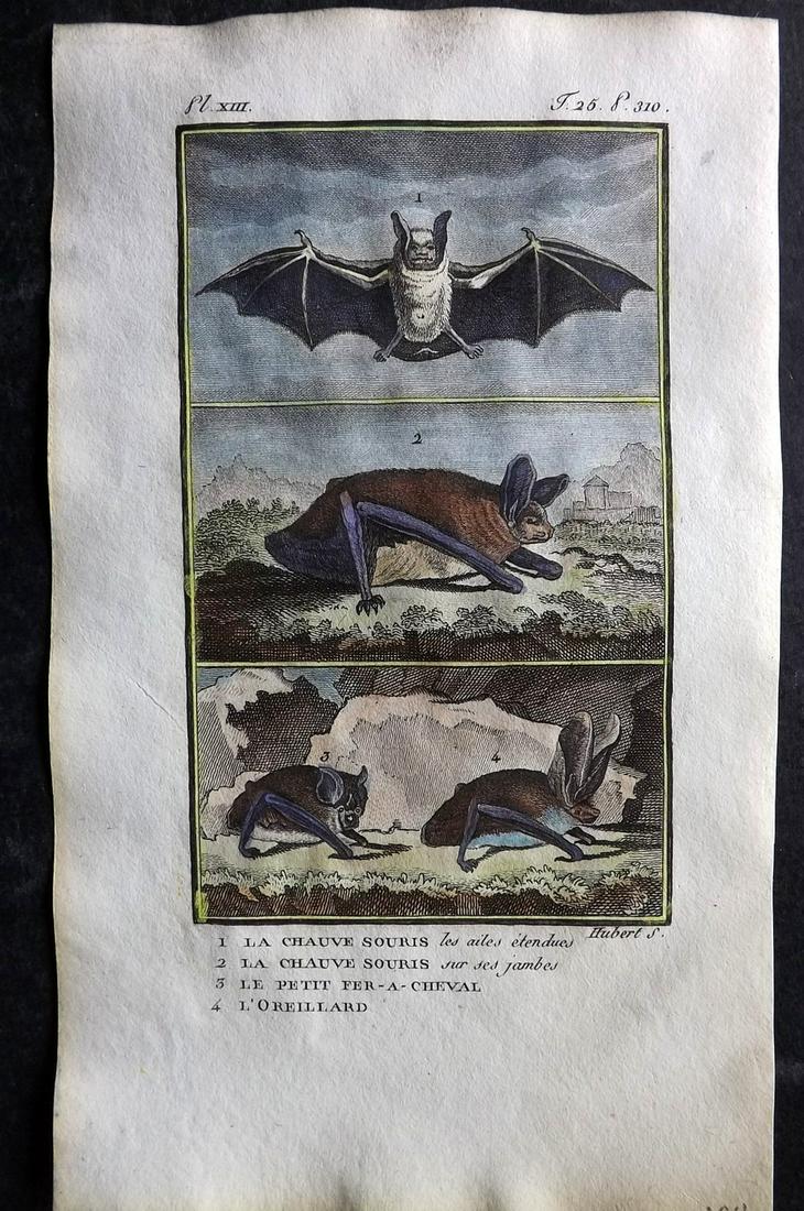 Buffon & Sonnini C1800 Hand Col Print. Bats 25-13 (1 of 1)