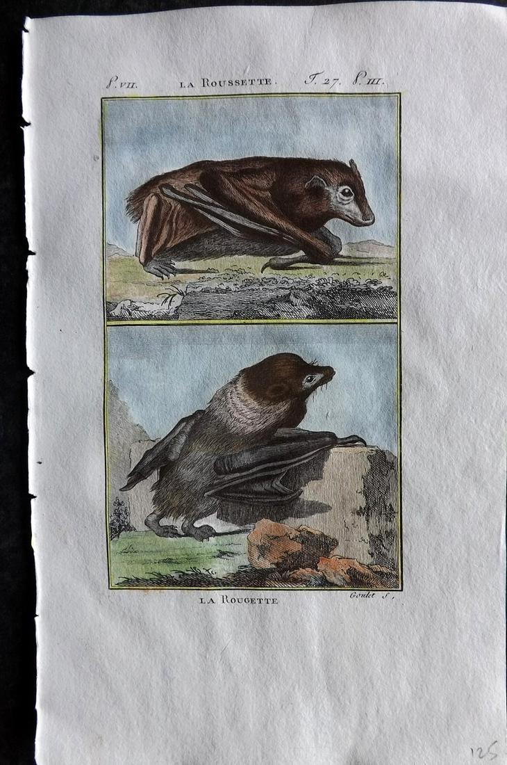 Buffon & Sonnini C1800 Hand Col Print. Bats 27-7 (1 of 1)