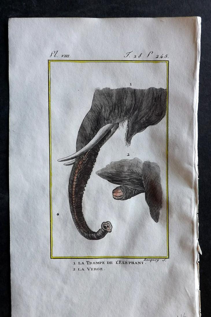 Buffon & Sonnini C1800 Hand Col Print. Elephant Trunk: Hand Colored Copper Plate Published 1799-1808, Paris for "Histoire naturelle générale et particulière" by the Comte de Buffon and Charles Nicolas Sigisbert Sonnini. Paper Size: 7.5 x 5 inch (19 x 1