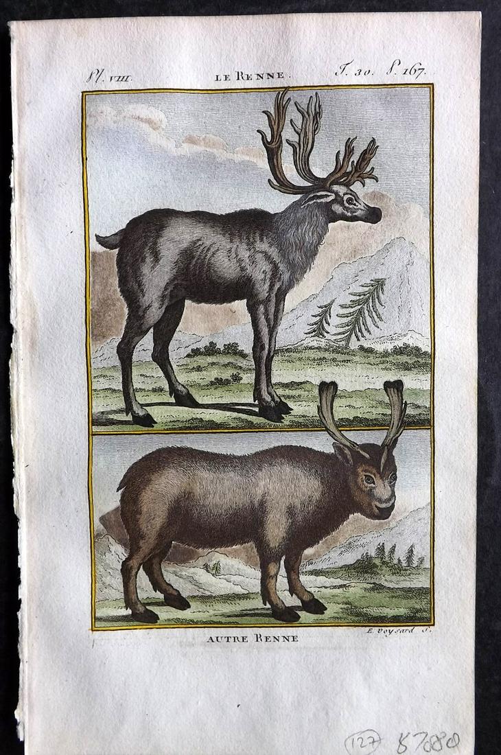 Buffon & Sonnini C1800 Hand Col Print. Reindeer: Hand Colored Copper Plate Published 1799-1808, Paris for "Histoire naturelle générale et particulière" by the Comte de Buffon and Charles Nicolas Sigisbert Sonnini. Paper Size: 7.5 x 5 inch (19 x 1