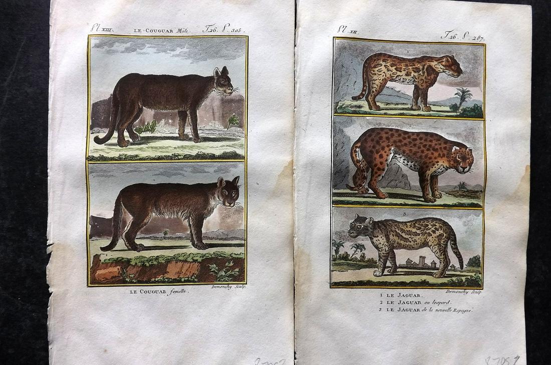 Buffon & Sonnini C1800 Pair of Hand Col Prints. Jaguar & Cougar: Hand Colored Copper Plate Published 1799-1808, Paris for "Histoire naturelle générale et particulière" by the Comte de Buffon and Charles Nicolas Sigisbert Sonnini. Paper Size: 7.5 x 5 inch (19 x 1