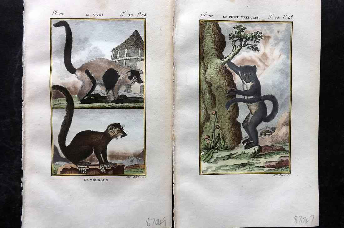 Buffon & Sonnini C1800 Pair of Hand Col Prints. Lemurs: Hand Colored Copper Plate Published 1799-1808, Paris for "Histoire naturelle générale et particulière" by the Comte de Buffon and Charles Nicolas Sigisbert Sonnini. Paper Size: 7.5 x 5 inch (19 x 1